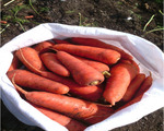 Сорт моркови Абако